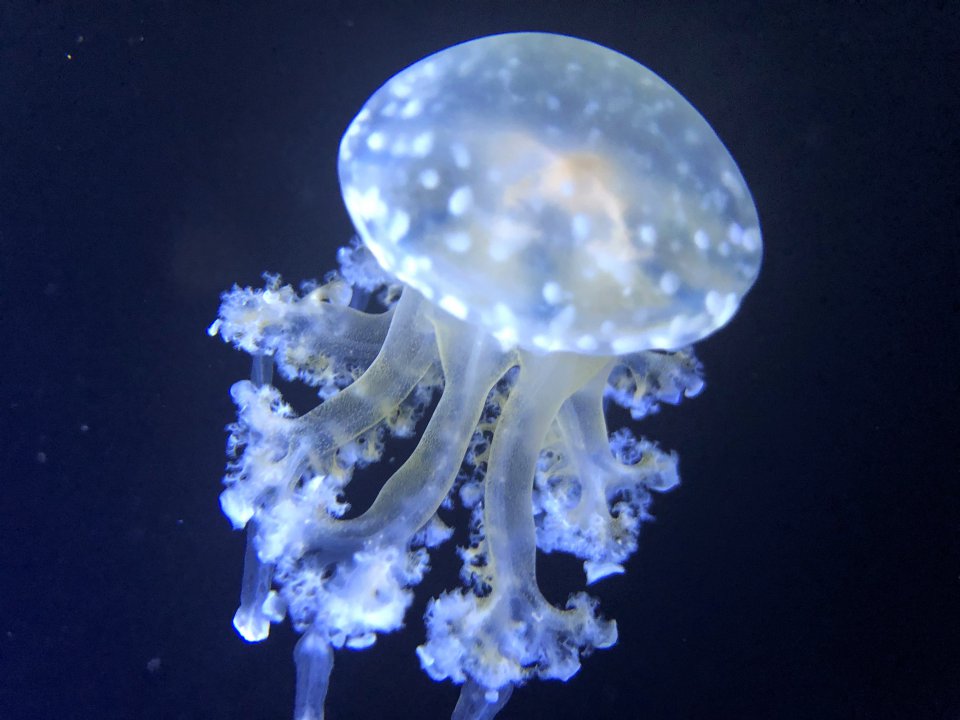 Jelly Fish ☆の画像